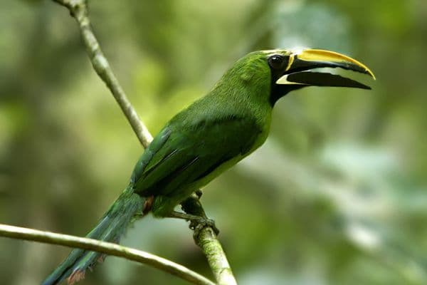 Экзотика в каждом глотке: представляем Honduras Tucan — новую главу в нашей линейке эспрессо
