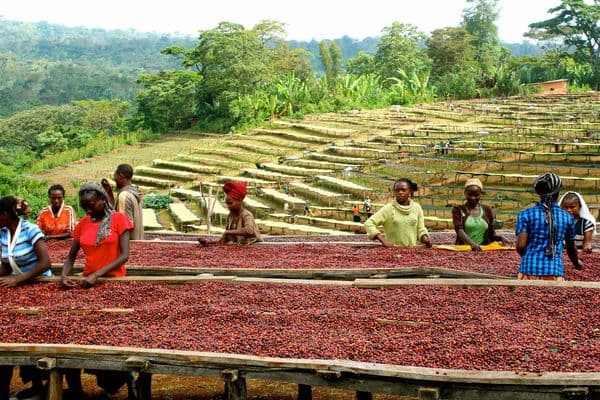 Ягодная симфония из сердца Гуджи: Встречайте новый фильтр-лот Ethiopia Hambela!